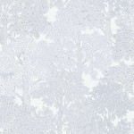 Tapeta 37753-6 Floral Impression AS Creation szary rysunek lasu wzór i drzewa – szarość, biel