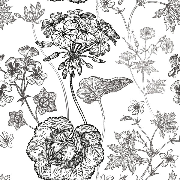 Tapeta Czarno-Białe Pelargonie