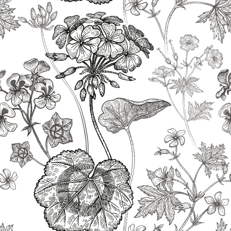 Tapeta Czarno-Białe Pelargonie