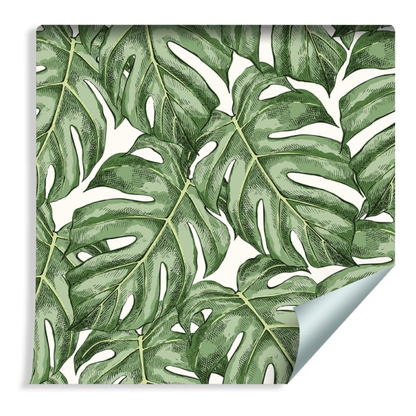 Tapeta Liście Monstera
