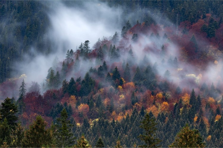 Fototapeta Jesienny Las W Pięknej Mgle