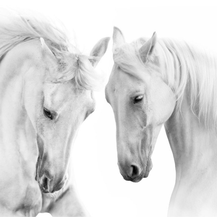 Fototapeta Dwa Białe Konie 3D