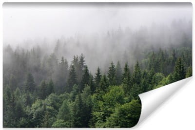 Fototapeta Drzewa We Mgle