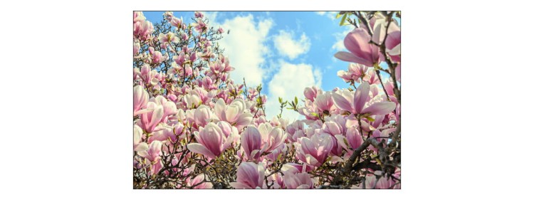 Fototapeta Kolorowa Kwitnąca Magnolia