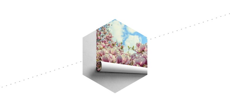 Fototapeta Kolorowa Kwitnąca Magnolia