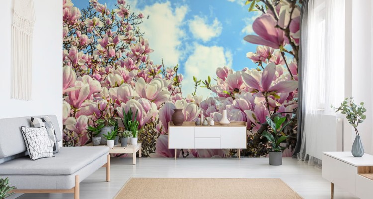 Fototapeta Kolorowa Kwitnąca Magnolia