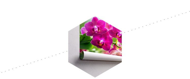 Fototapeta Storczyki Natura