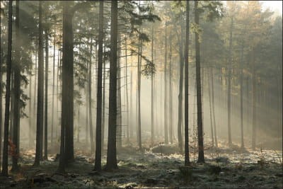 Fototapeta Las Drzewa Mgła