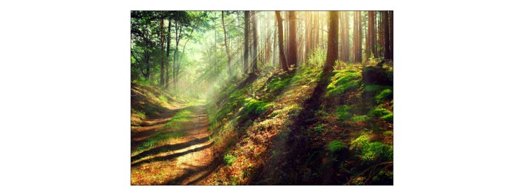 Fototapeta Las Natura