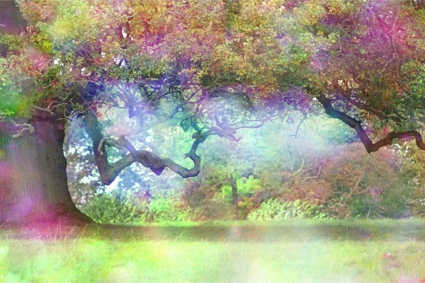 Fototapeta Magiczny Kolorowy Las