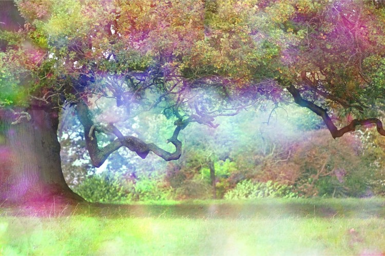 Fototapeta Magiczny Kolorowy Las