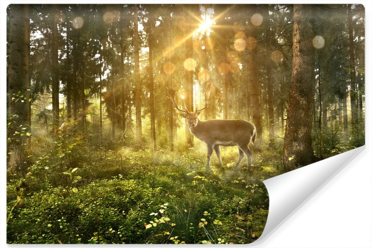 Fototapeta Jeleń O Poranku W Lesie