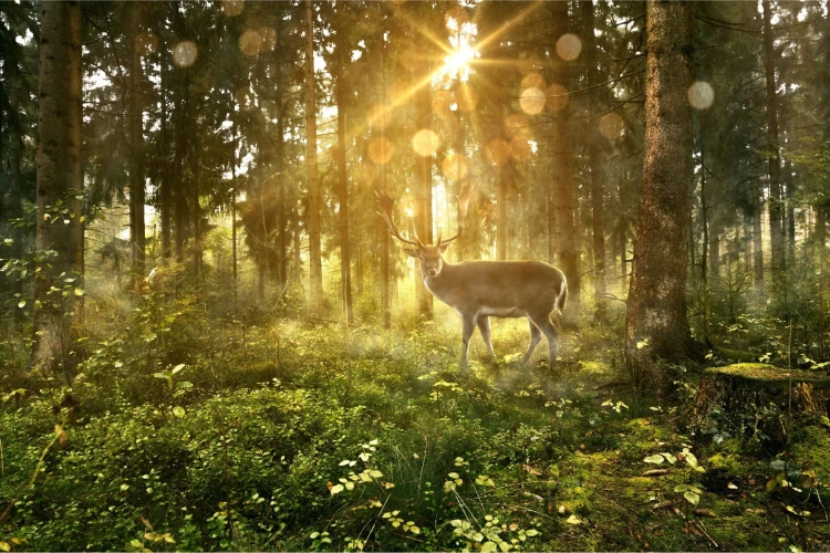 Fototapeta Jeleń O Poranku W Lesie