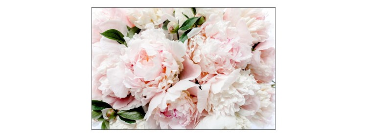 Fototapeta Kolorowe Piwonie