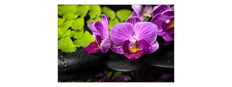 Fototapeta Orchidea Spa
