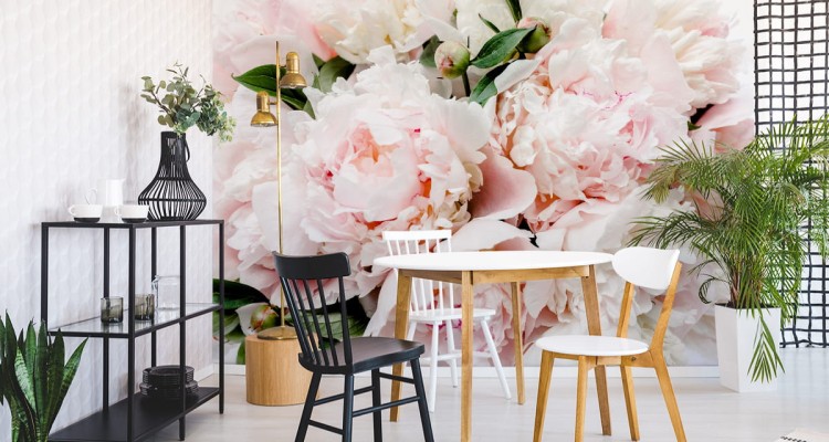 Fototapeta Kolorowe Piwonie