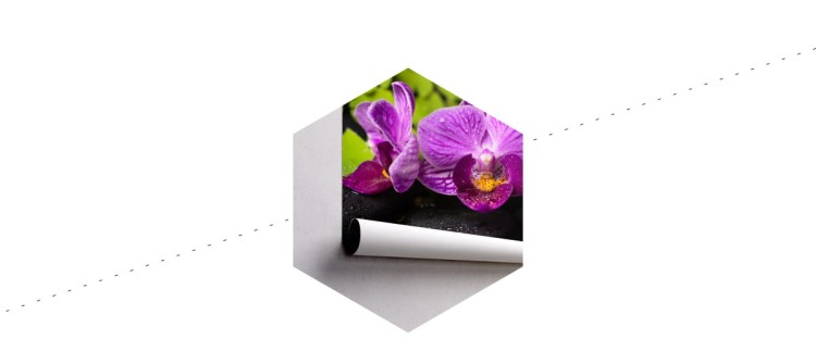Fototapeta Orchidea Spa