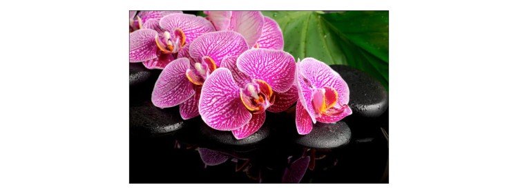 Fototapeta Orchidea Spa