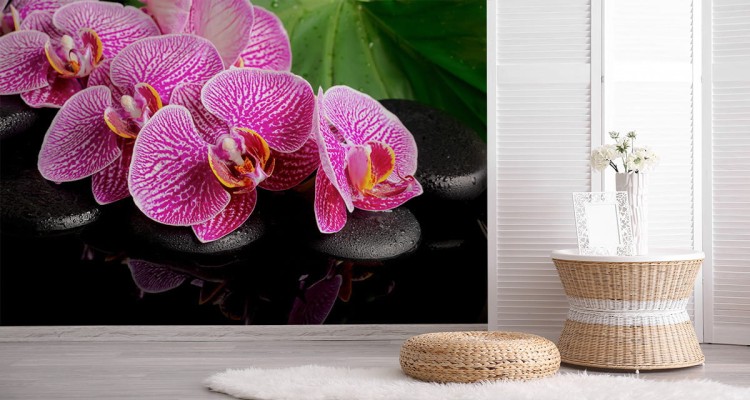 Fototapeta Orchidea Spa