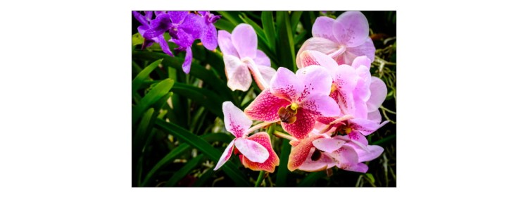 Fototapeta Kolorowe Orchidee 3D