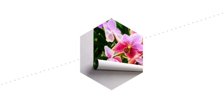 Fototapeta Kolorowe Orchidee 3D