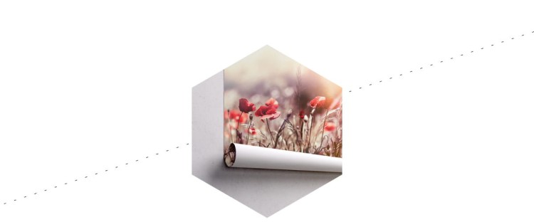 Fototapeta Maki Kwiaty