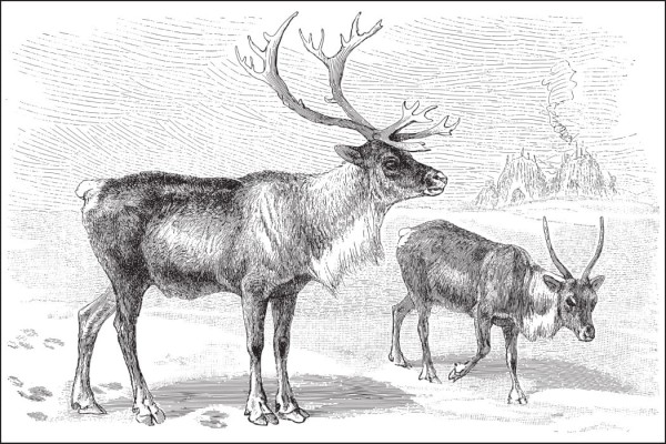 Fototapeta Jeleń Vintage