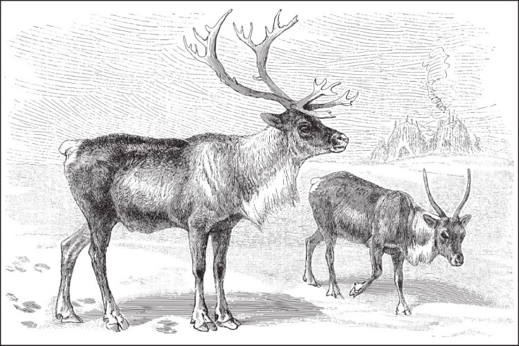 Fototapeta Jeleń Vintage