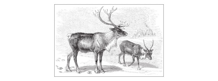 Fototapeta Jeleń Vintage