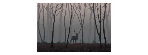 Fototapeta Jeleń W Lesie