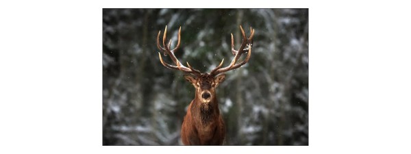 Fototapeta Jeleń W Lesie