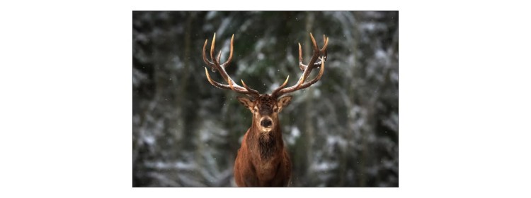 Fototapeta Jeleń W Lesie