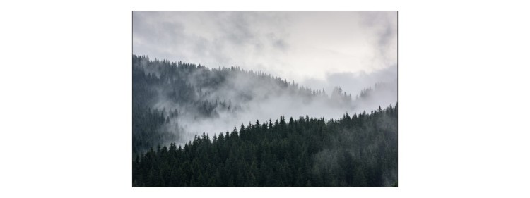Fototapeta Mglisty Las Sosnowy