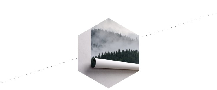 Fototapeta Mglisty Las Sosnowy