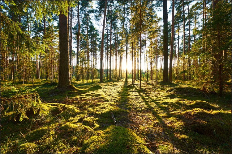 Fototapeta Las Zachód Słońca