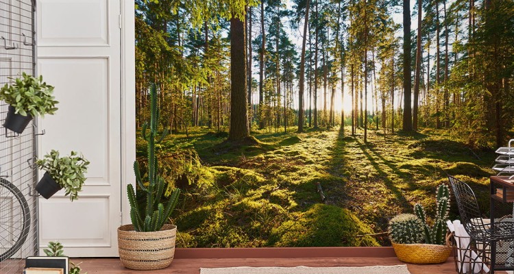 Fototapeta Las Zachód Słońca