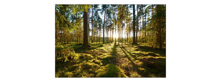Fototapeta Las Zachód Słońca