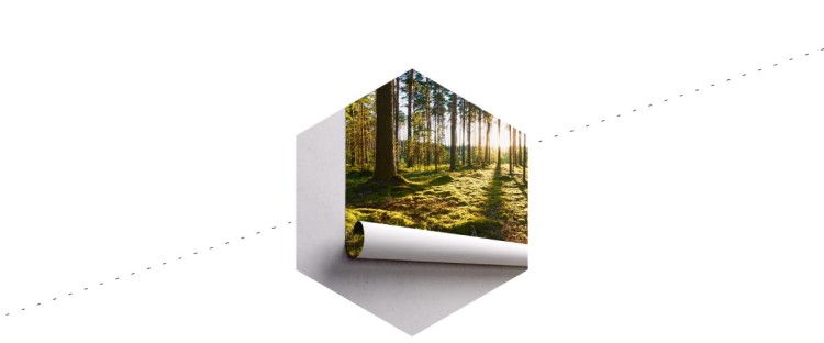 Fototapeta Las Zachód Słońca