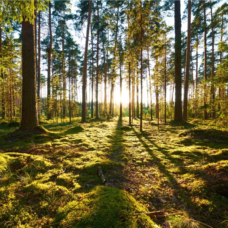 Fototapeta Las Zachód Słońca