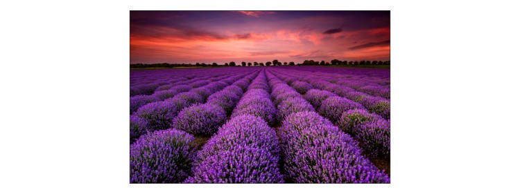 Fototapeta Pole Lawendy