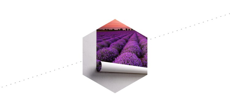 Fototapeta Pole Lawendy