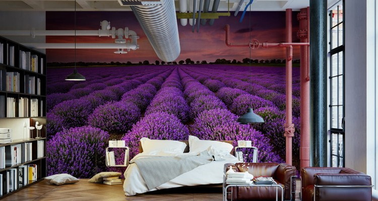 Fototapeta Pole Lawendy