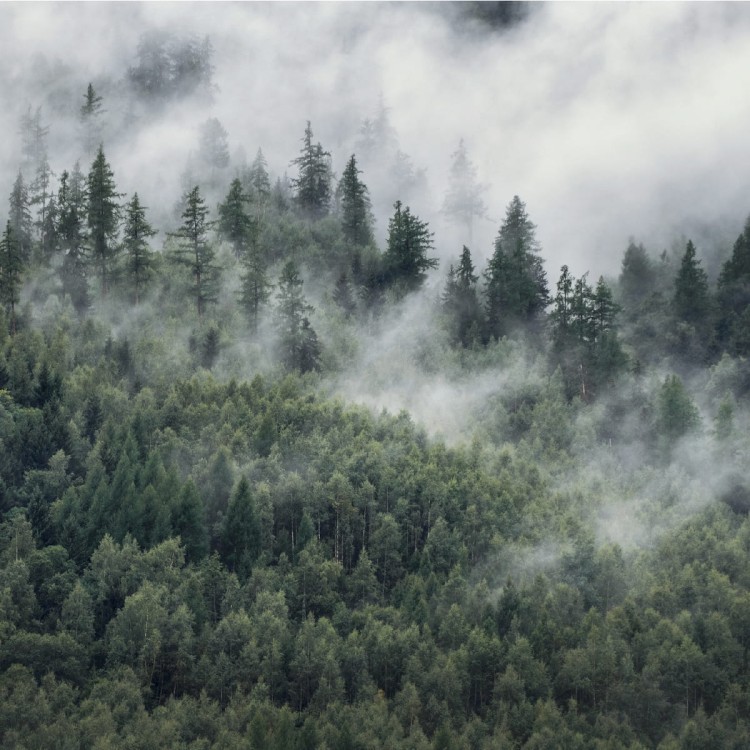 Fototapeta Las W Porannej Mgle