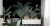 Fototapeta Egzotyczne Zwierzęta Wśród Palm