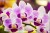 Fototapeta Tropikalna Orchidea