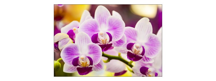 Fototapeta Tropikalna Orchidea