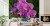 Fototapeta Kwiaty Orchidei 3D