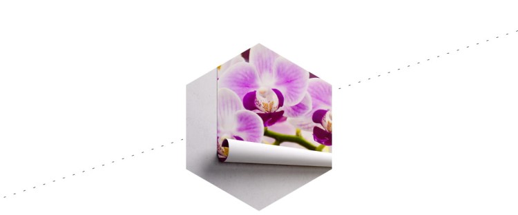 Fototapeta Tropikalna Orchidea