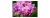 Fototapeta Bukiet Orchidei