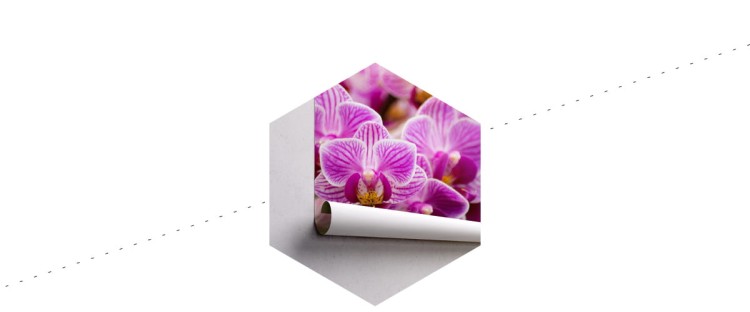 Fototapeta Bukiet Orchidei